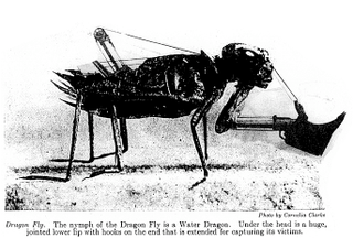 Illustration for article titled Drive your turtle-tank over the amber waves of ham